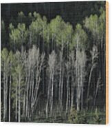 Aspen Spring Wood Print
