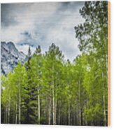 Aspen Trees Canadian Rockies Wood Print