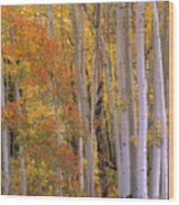 Aspens At Independence Pass Colorado Wood Print