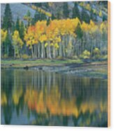 Aspens In Fall Color Along Lundy Lake Eastern Sierras California Wood Print
