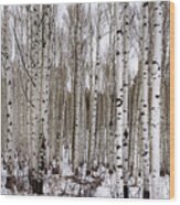 Aspens In Winter - Colorado Wood Print