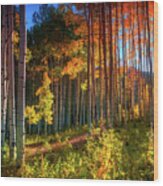 Aspens Of The West Elk Mountains Wood Print