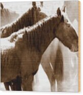 Wild Horses - Australian Brumbies 3 Wood Print