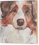 Australian Shepherd Red Merle Painting By Maria Reichert