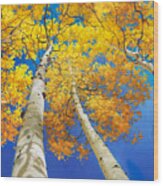 Autumn Aspen Canopy Wood Print