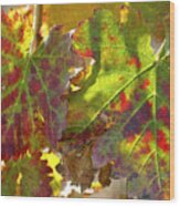 Autumn At Lachish Vineyards 2 Wood Print