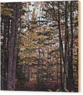 Autumn Color In The Woods Wood Print