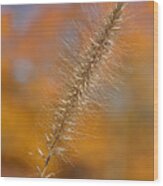 Autumn Foxtail - Single Wood Print