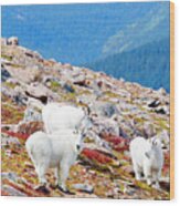 Autumn Goats On Mount Bierstadt Wood Print