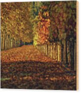 Autumn In Napa Valley Wood Print