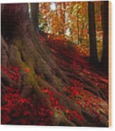 Autumn Light Wood Print