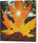 Autumn Maple Leaf Wood Print