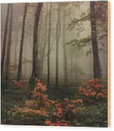 Autumn Mornin In Forgotten Forest Wood Print