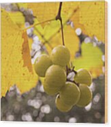 Autumn Muscadine Grapes On The Vine Wood Print
