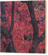 Autumn Wood Print