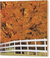 Autumn Sugar Maples Wood Print