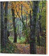 Autumn Trail Wood Print