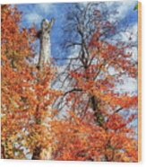Autumn Trees By Day Wood Print