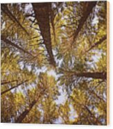Autumn Treetops Wood Print