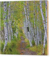 Avenue Of Birches Wood Print