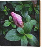 Awakening - Flower Bud In The Rain Wood Print