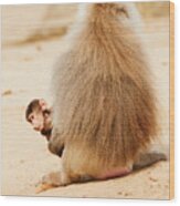 Baboon With A Baby Wood Print
