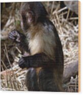 Baby Brown Capuchin Monkey Wood Print