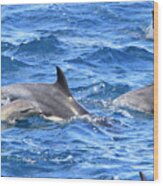 Baby Common Dolphin Wood Print