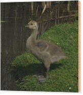 Baby Geese Wood Print