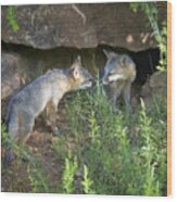 Baby Gray Fox Nuzzling Wood Print