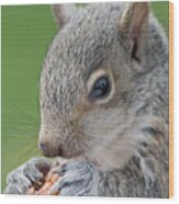 Baby Gray Squirrel Duels With A Nut Wood Print