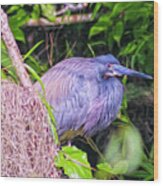 Baby Great Blue Heron - Two Wood Print