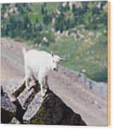 Baby Mountain Goat On Mount Massive Colorado Wood Print