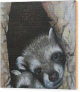 Baby Raccoons Wood Print