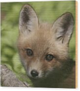 Baby Red Fox Wood Print