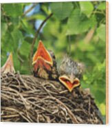 Baby Robins Tired Of Waiting Wood Print