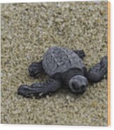Baby Sea Turtle Wood Print
