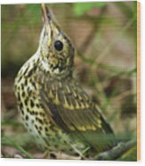 Baby Song Thrush On Forest Floor Wood Print