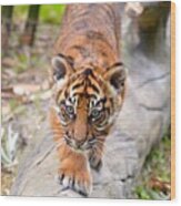 Baby Sumatran Tiger Cub Wood Print