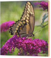 Back-lit Papilio Wood Print