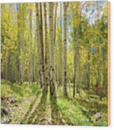 Backlit Aspen Trail Wood Print