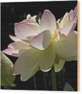 Backlit Lotus Blossom Wood Print