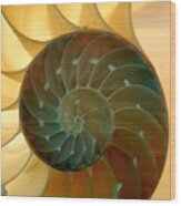 Backlit Nautilus Wood Print