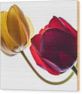 Backlit Red And Yellow Tulip On White Wood Print