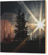 Backlit Spruce Wood Print