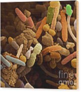 Bacteria In Human Feces, Sem Wood Print