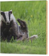 Badger Scratching His Back Wood Print