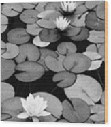 Balboa Park Water Lilies Wood Print