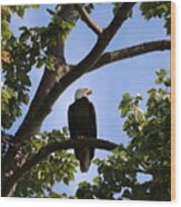 Bald Eagle - 1 Wood Print