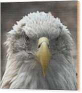 Bald Eagle 450 Wood Print